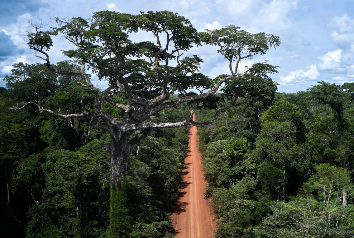 environnement-arbredeconfiance